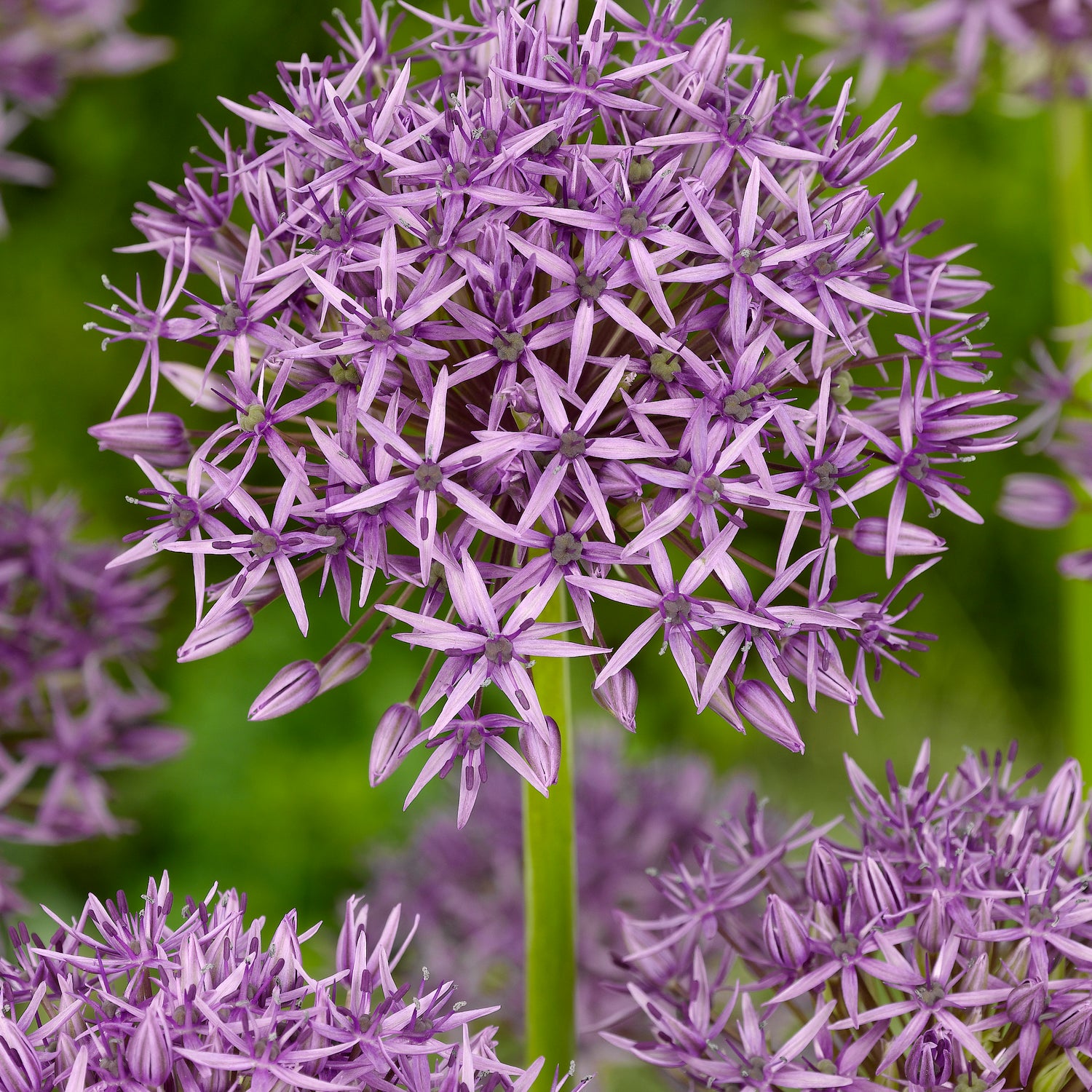 30 kpl Sorjalaukka Violet Beauty