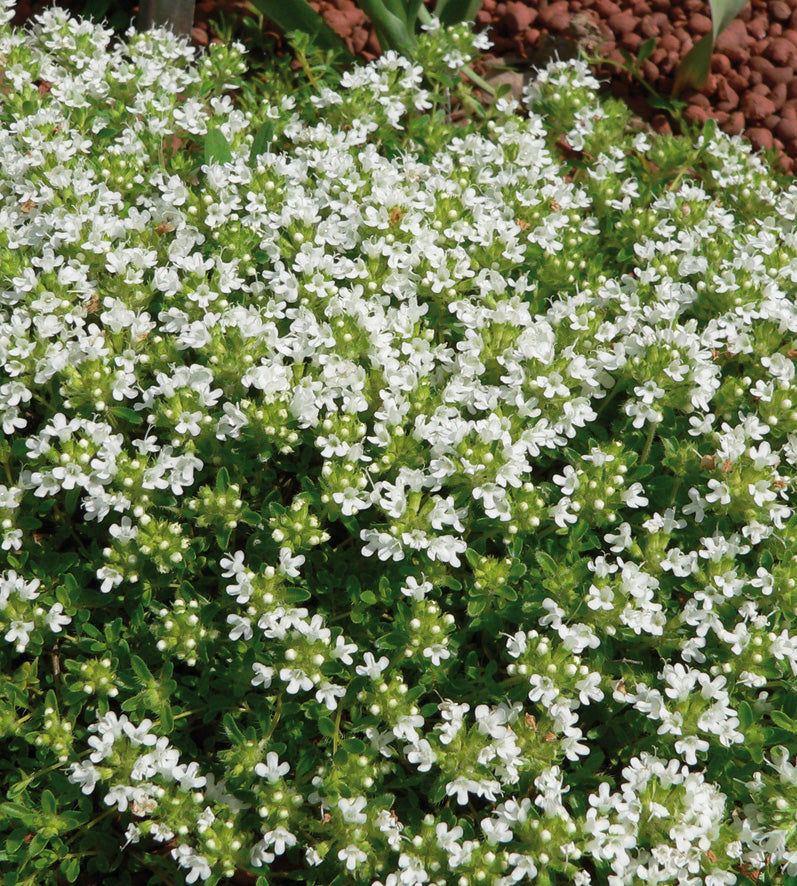 10 kpl Nummiajuruoho 'Albiflorus'