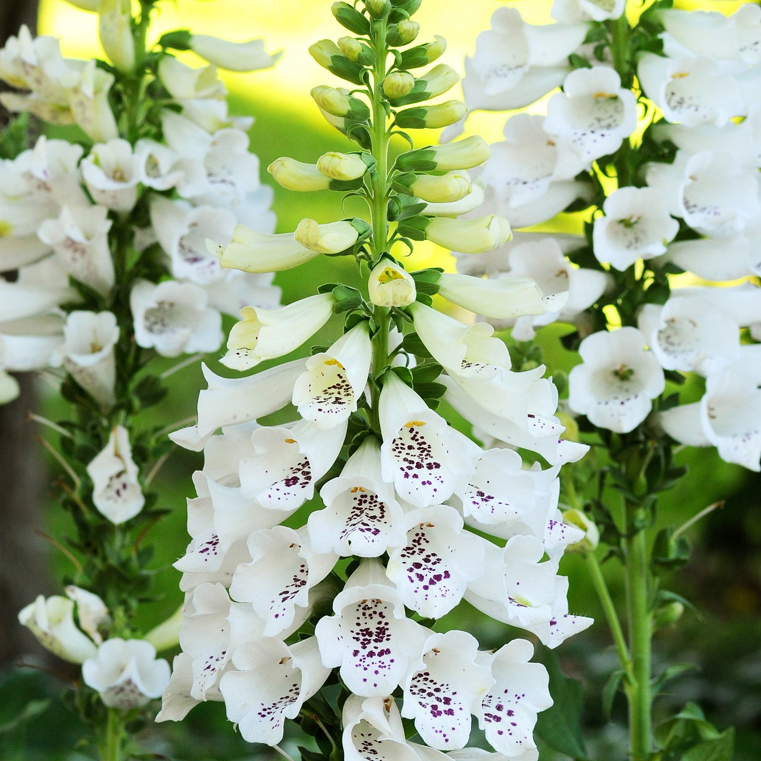 3 kpl Sormustinkukka ’White’