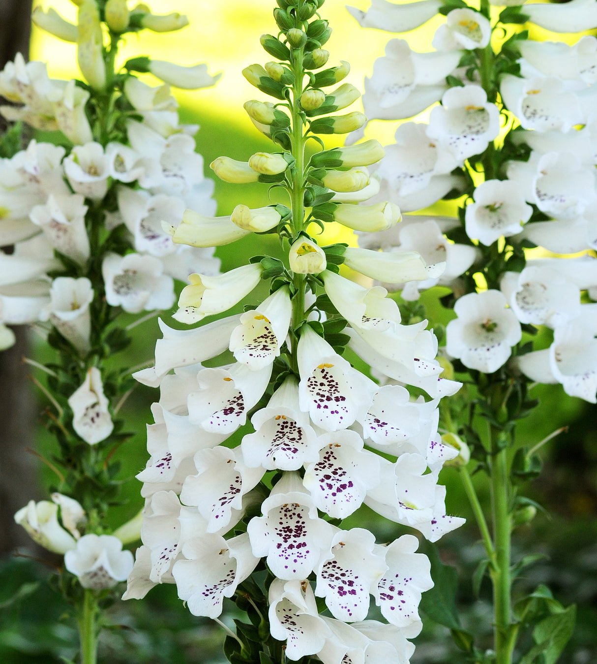 3 kpl Sormustinkukka ’White’