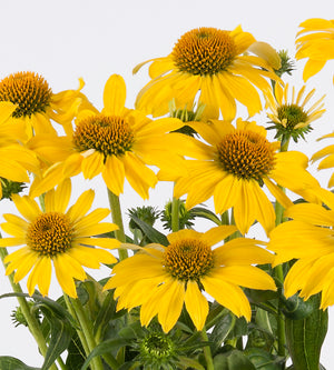 3 kpl Punahattu ’Lemon Yellow’
