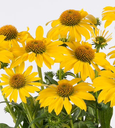 3 kpl Punahattu ’Lemon Yellow’