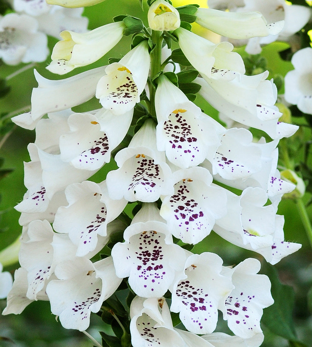 3 kpl Sormustinkukka ’White’