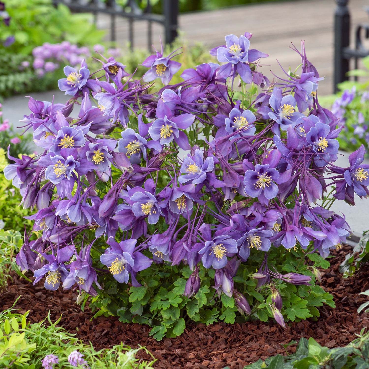 6 kpl Akileija ’Earlybird Purple Blue’