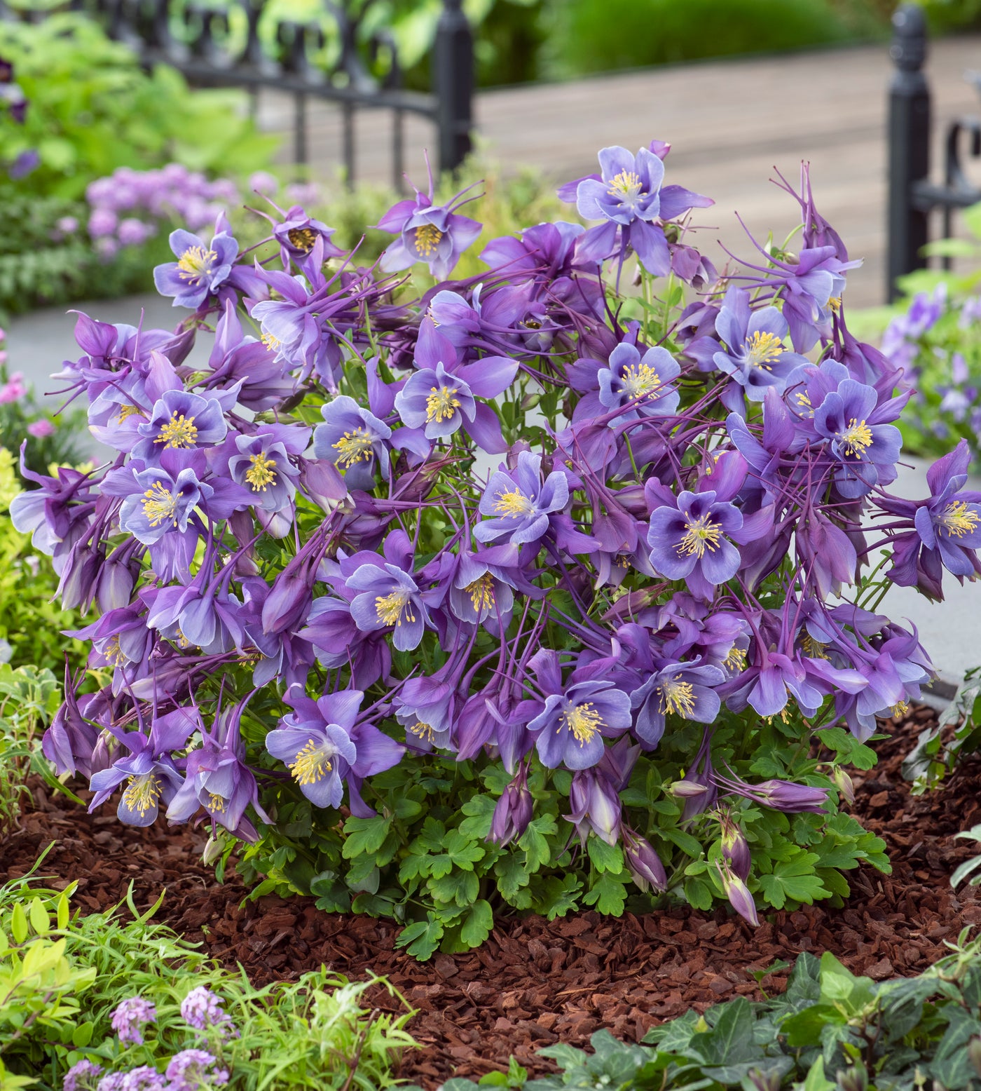 6 kpl Akileija ’Earlybird Purple Blue’