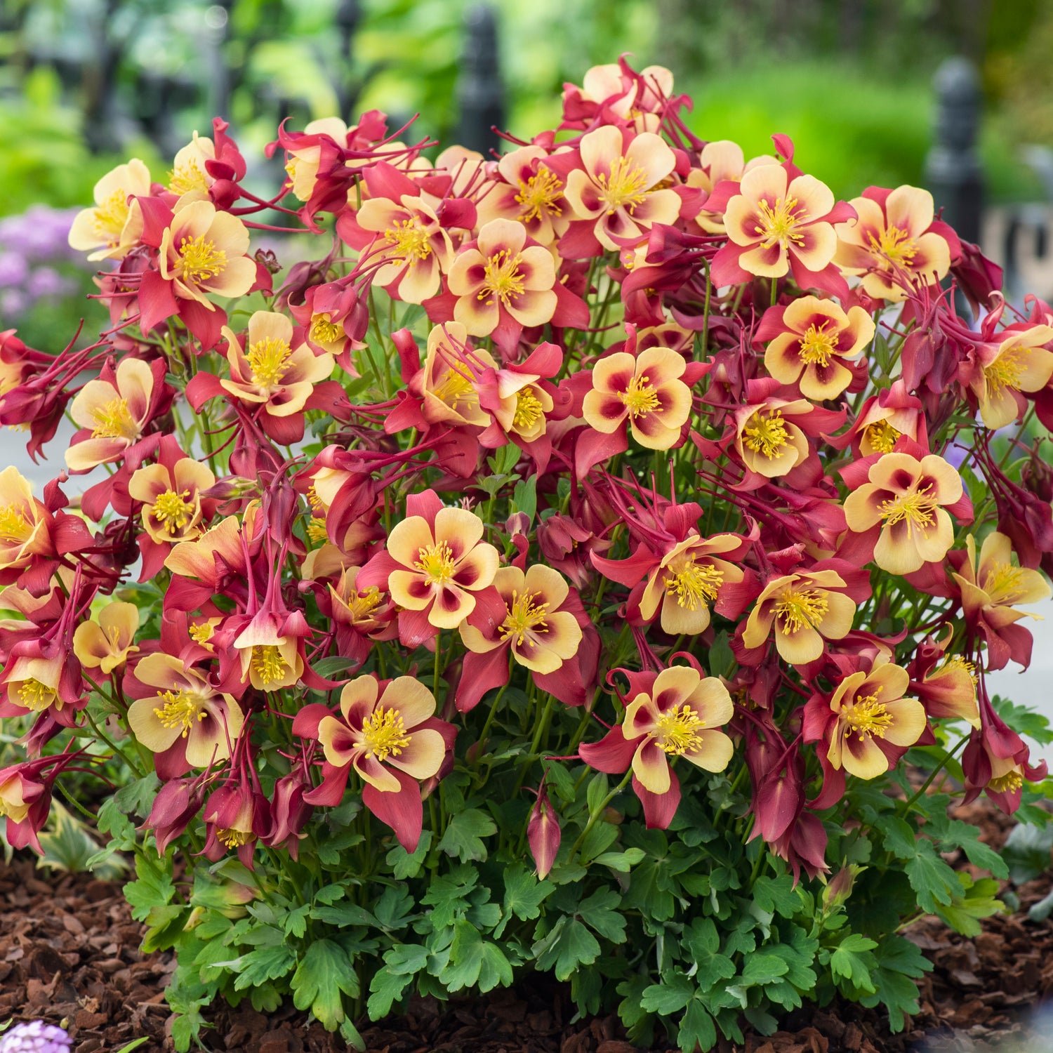 6 kpl Akileija ’Earlybird Red Yellow’