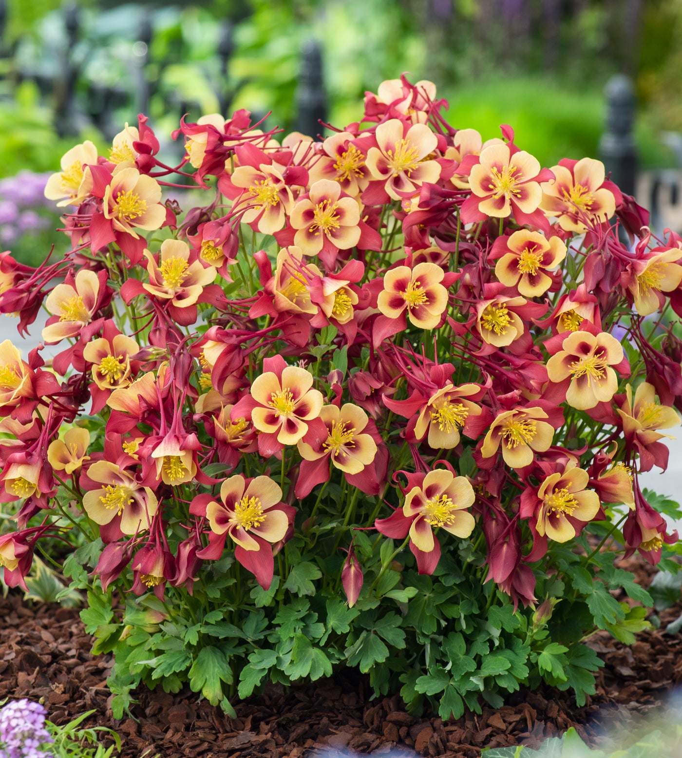 6 kpl Akileija ’Earlybird Red Yellow’
