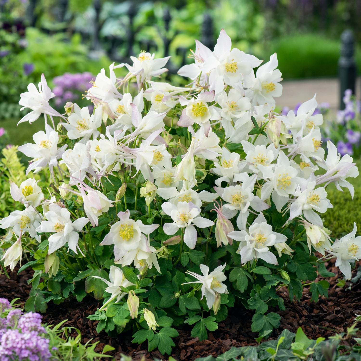 6 kpl Akileija ’Earlybird White’