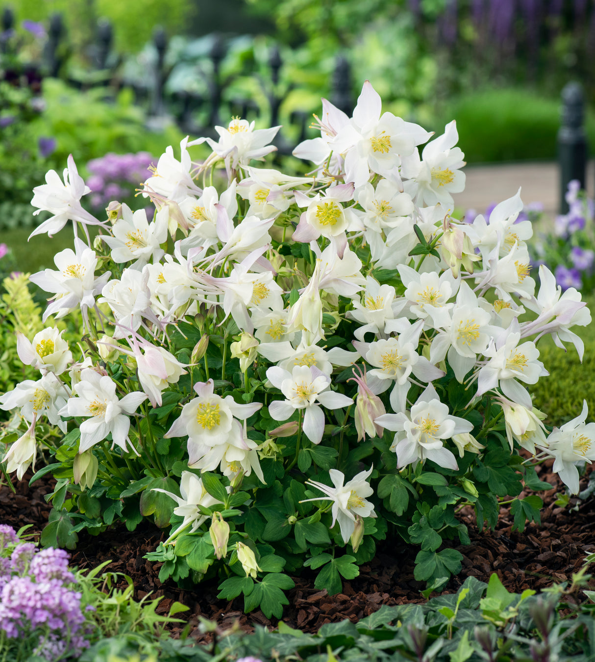 6 kpl Akileija ’Earlybird White’