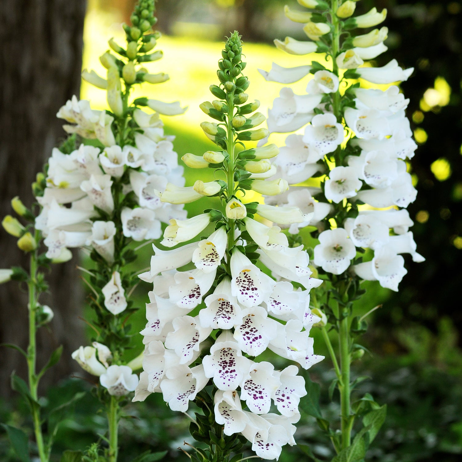 3 kpl Sormustinkukka ’White’