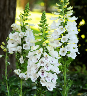 3 kpl Sormustinkukka ’White’