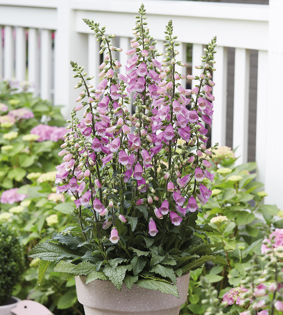 5 kpl Sormustinkukka 'Pink Panther'