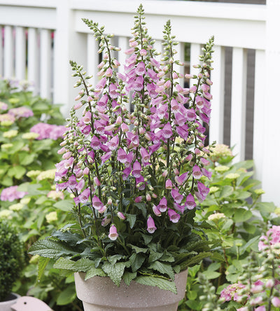 5 kpl Sormustinkukka 'Pink Panther'