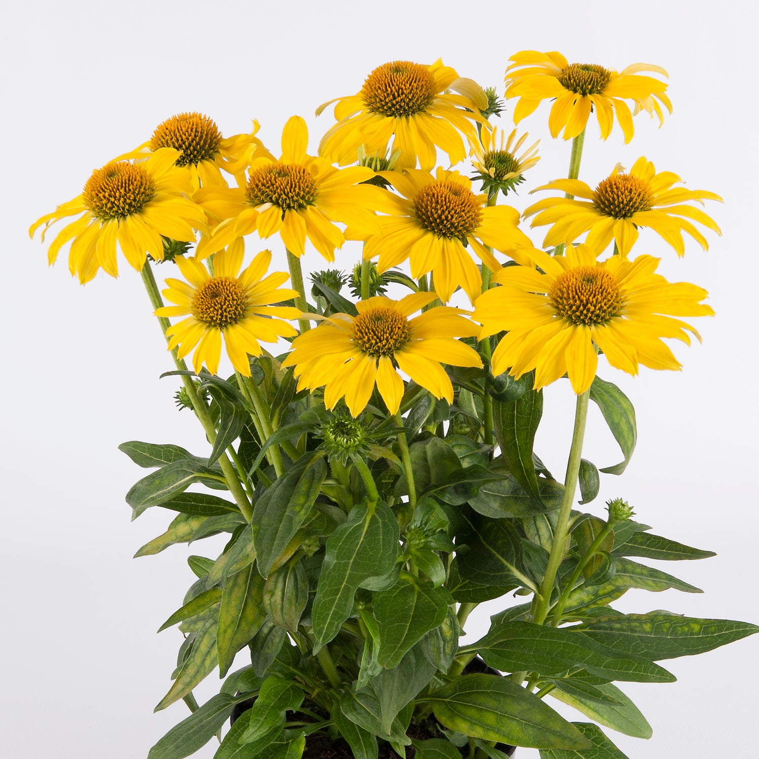 3 kpl Punahattu ’Lemon Yellow’