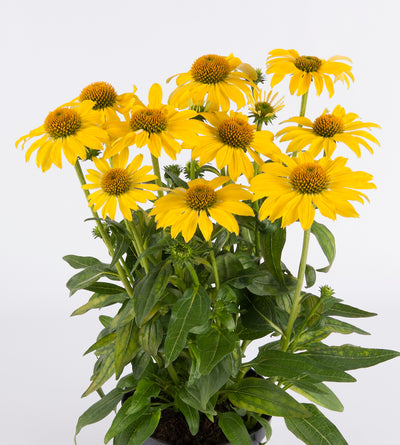 3 kpl Punahattu ’Lemon Yellow’