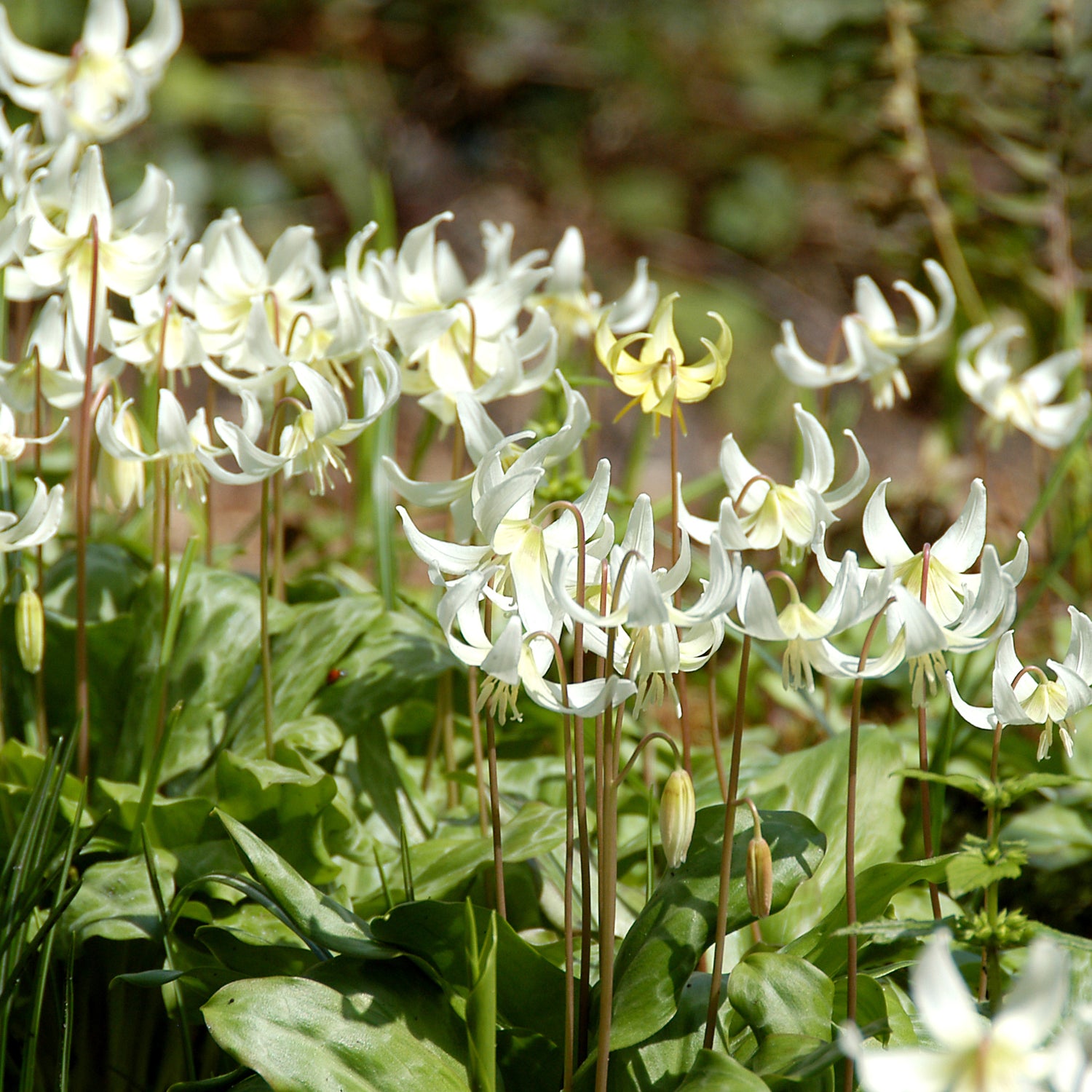 5 kpl Tähtikoiranhammas 'White Beauty'