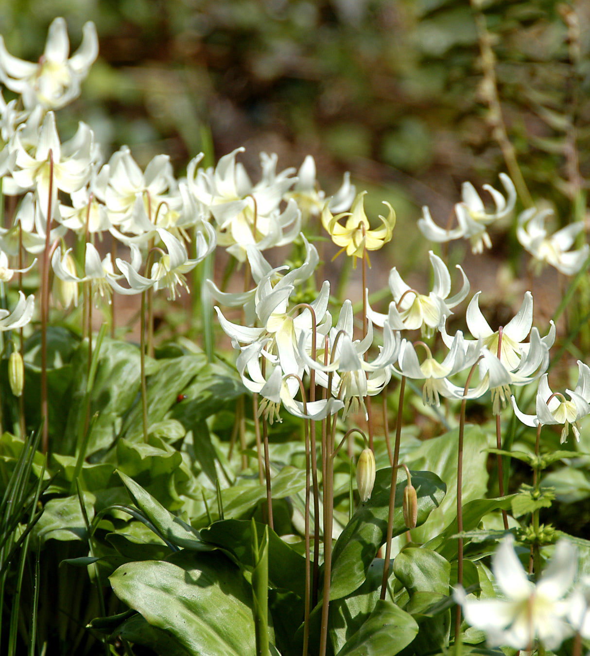 5 kpl Tähtikoiranhammas 'White Beauty'