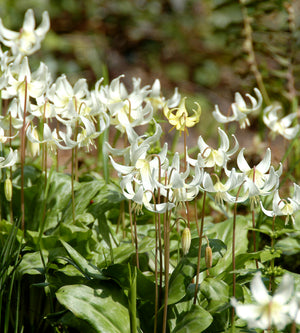 5 kpl Tähtikoiranhammas 'White Beauty'