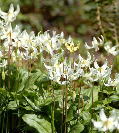 5 kpl Tähtikoiranhammas 'White Beauty'