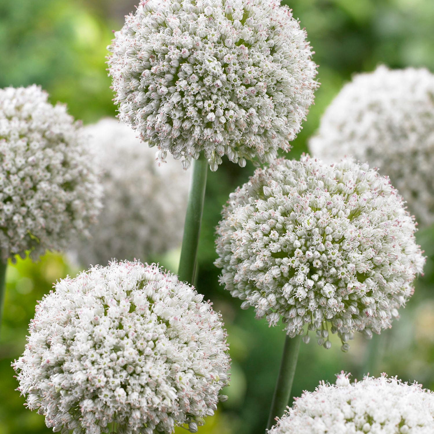 30 kpl Koristelaukka ’White Cloud’