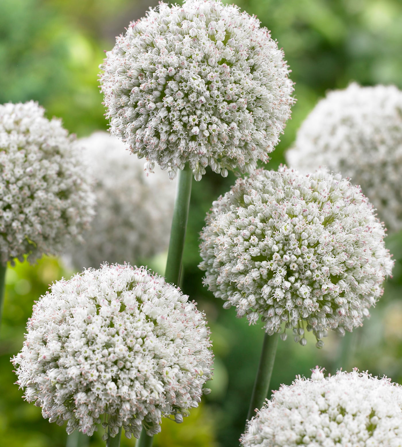30 kpl Koristelaukka ’White Cloud’