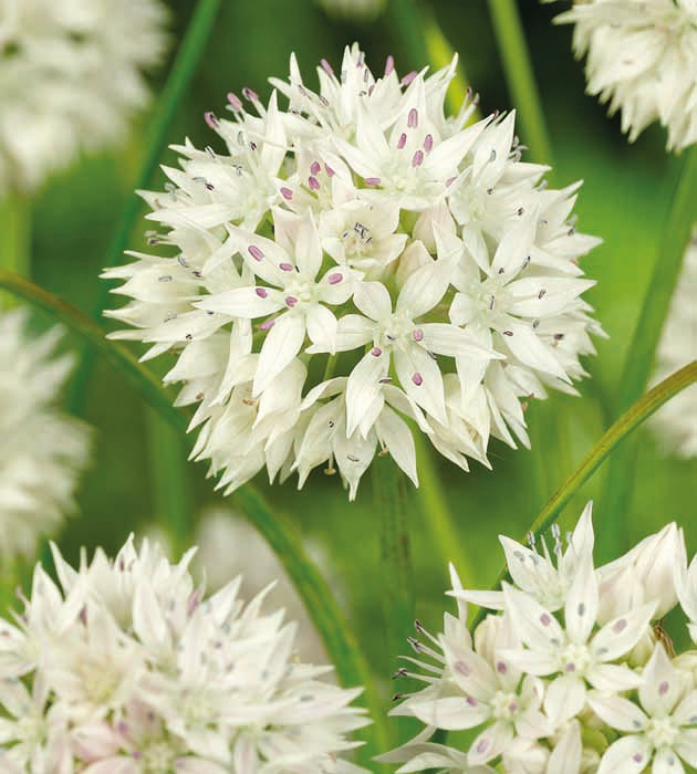 10 kpl Koristelaukka ’Graceful Beauty’