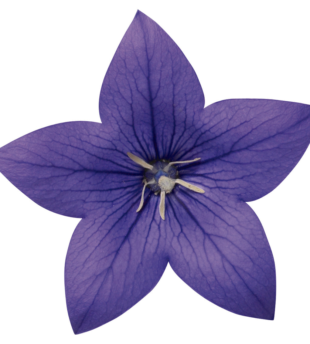 5 kpl Jalokello ’Blue’