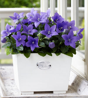 5 kpl Jalokello ’Blue’