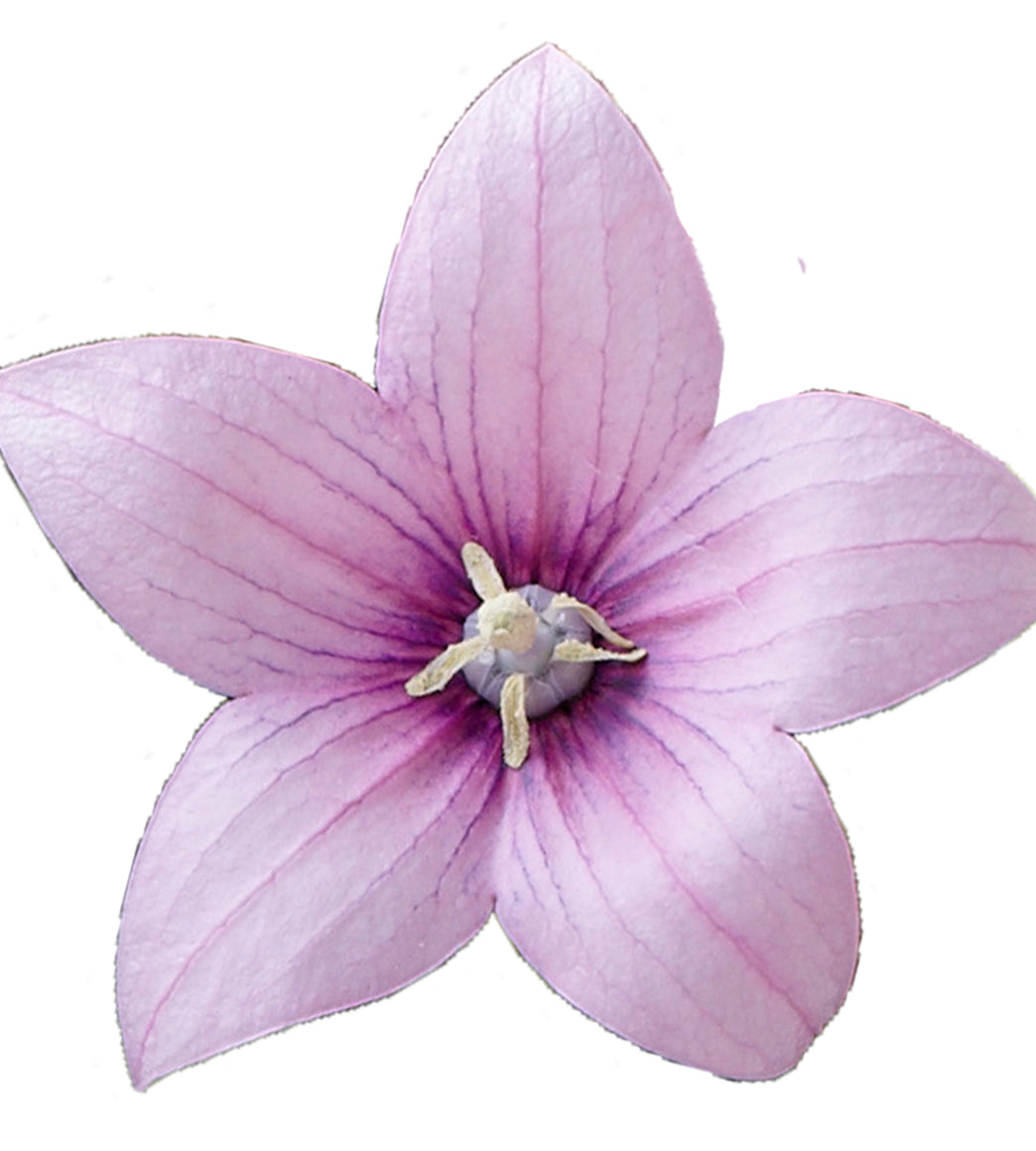 5 kpl Jalokello ’Rose’