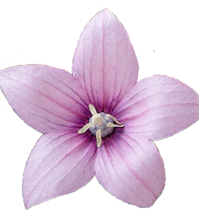 5 kpl Jalokello ’Rose’