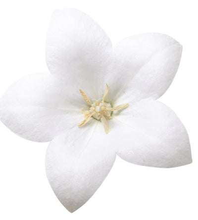 5 kpl Jalokello ’White’