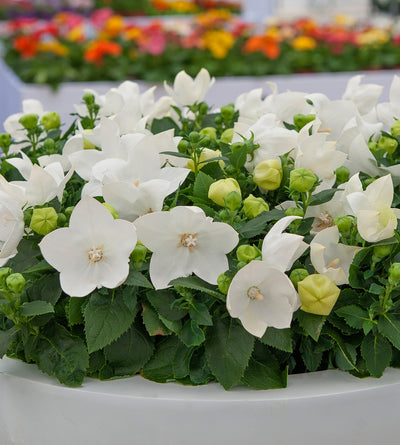 5 kpl Jalokello ’White’