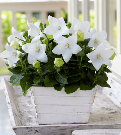 5 kpl Jalokello ’White’