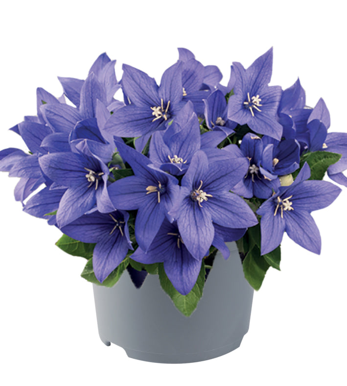 5 kpl Jalokello ’Blue’