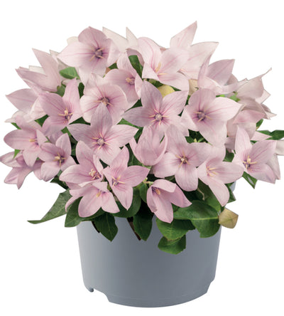 5 kpl Jalokello ’Rose’