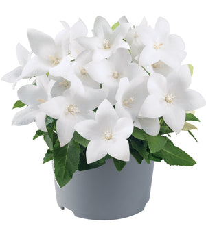 5 kpl Jalokello ’White’
