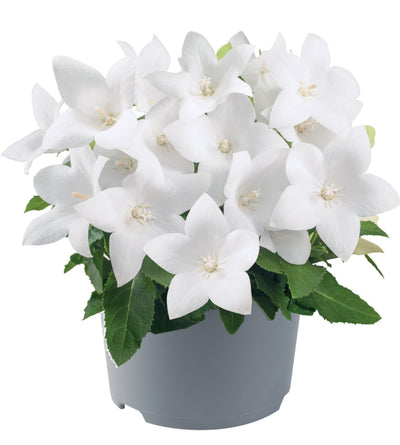 5 kpl Jalokello ’White’