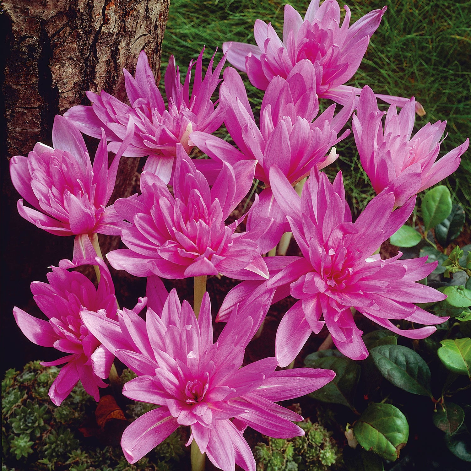 3 kpl Alastonimpi Waterlily