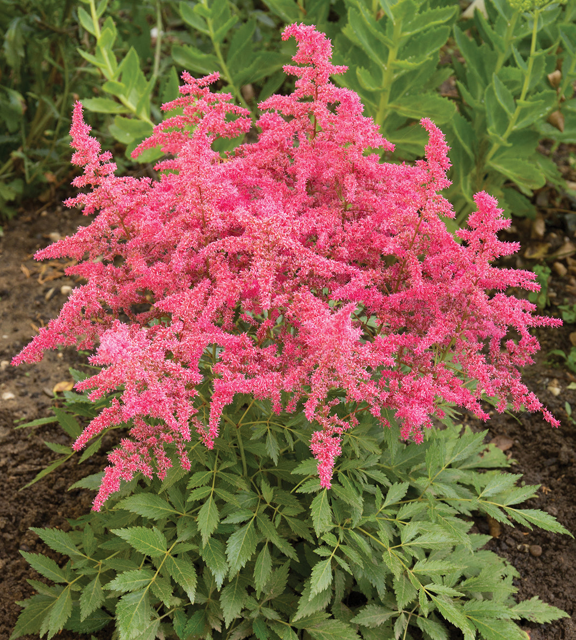 3 kpl Kiinanjaloangervo 'Little Vision in Pink'