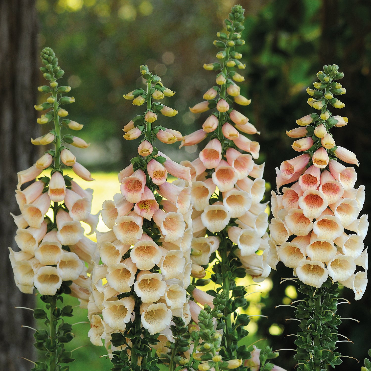 3 kpl Sormustinkukka ’Peach’
