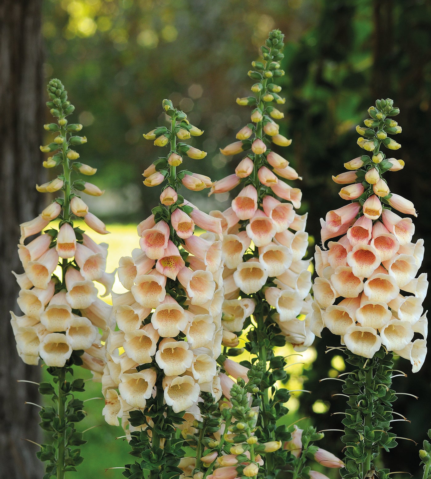3 kpl Sormustinkukka ’Peach’