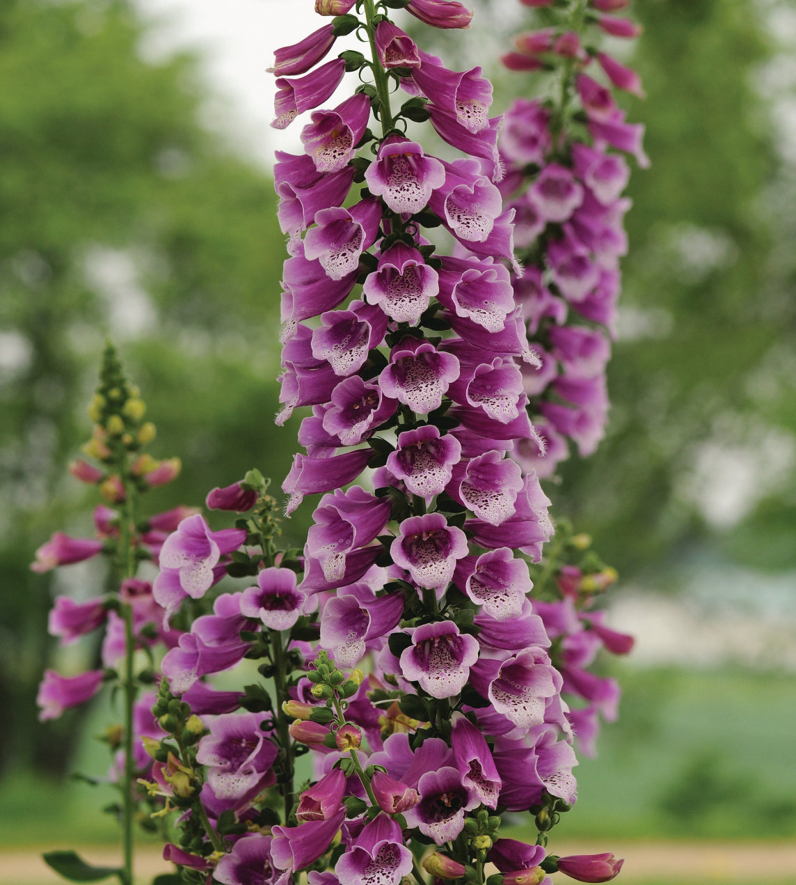 3 kpl Sormustinkukka ’Purple’