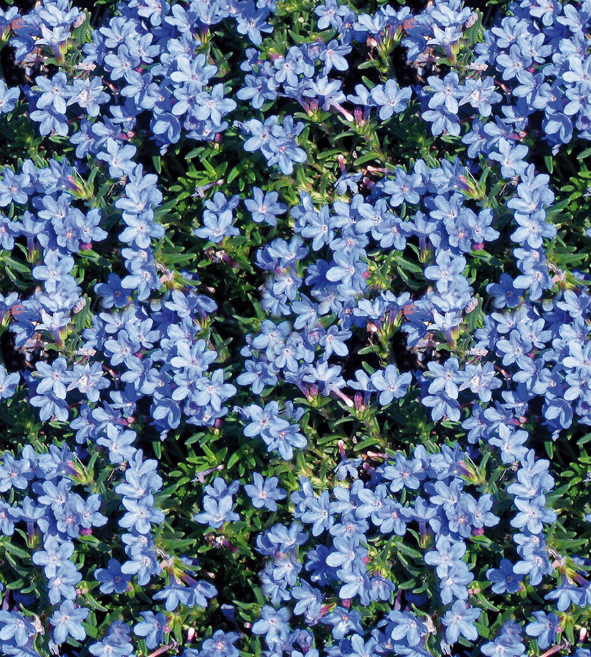 5 kpl Sinilemmiö 'Compact Blue'