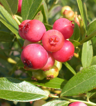 1 kpl Pensasmustikka 'Pink Lemonade'