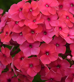 Syysleimu 'Ka-Pow Pink’ 4 kpl