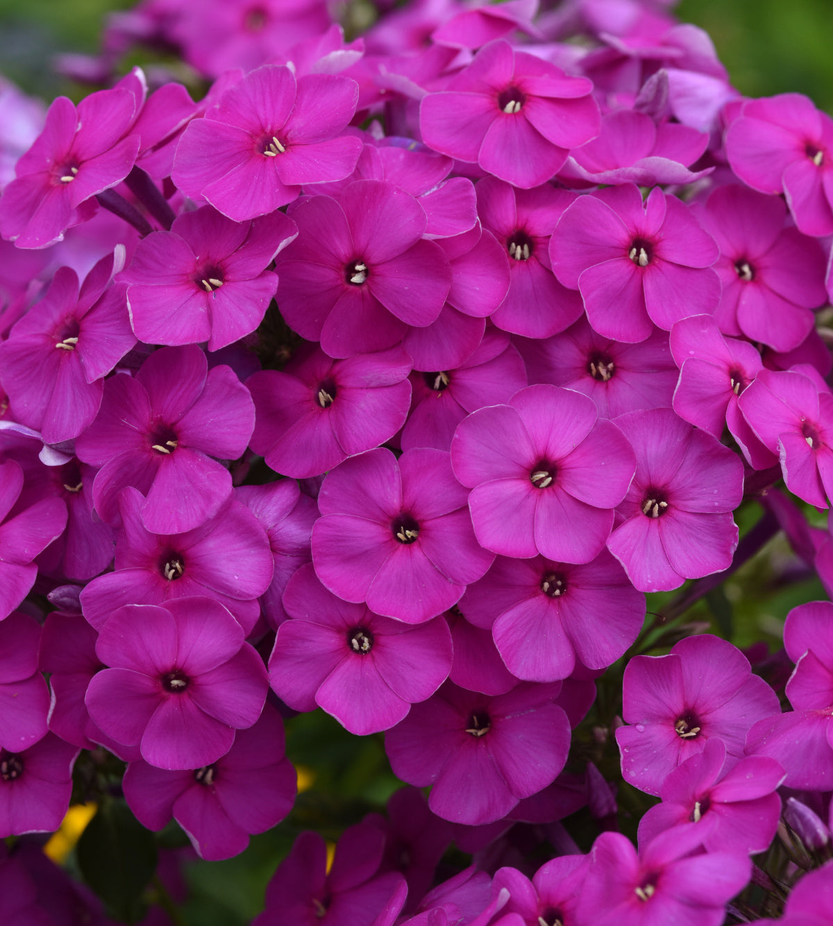 4 kpl Syysleimu 'Ka-Pow Purple’