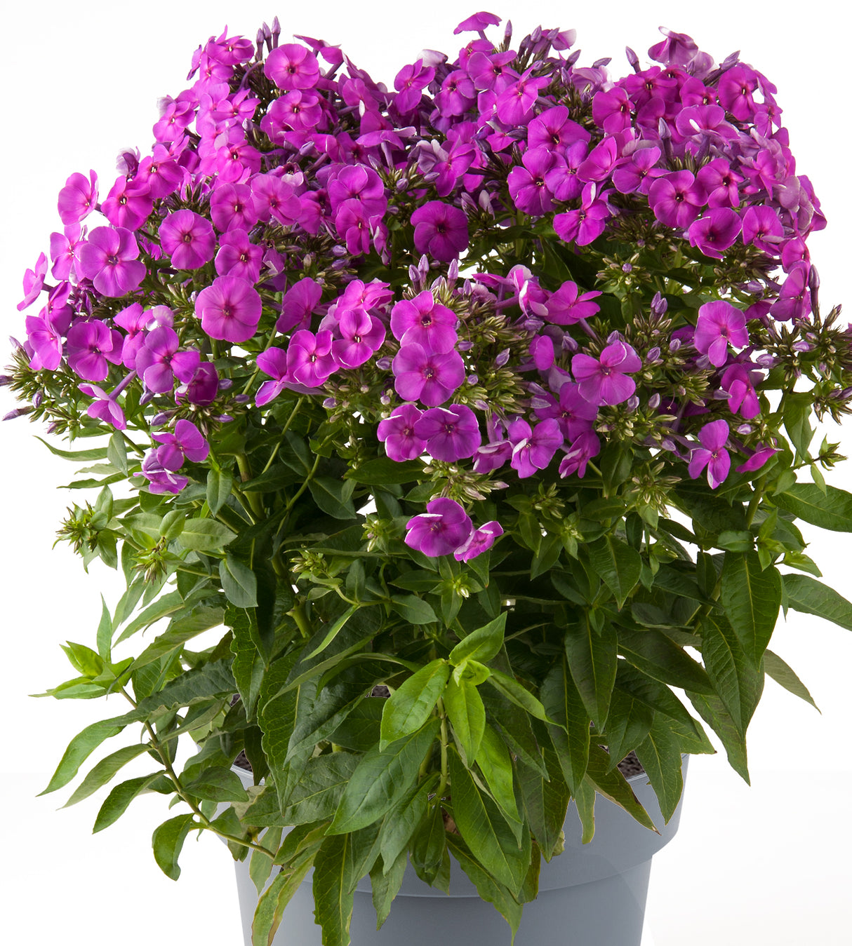 4 kpl Syysleimu 'Ka-Pow Purple’