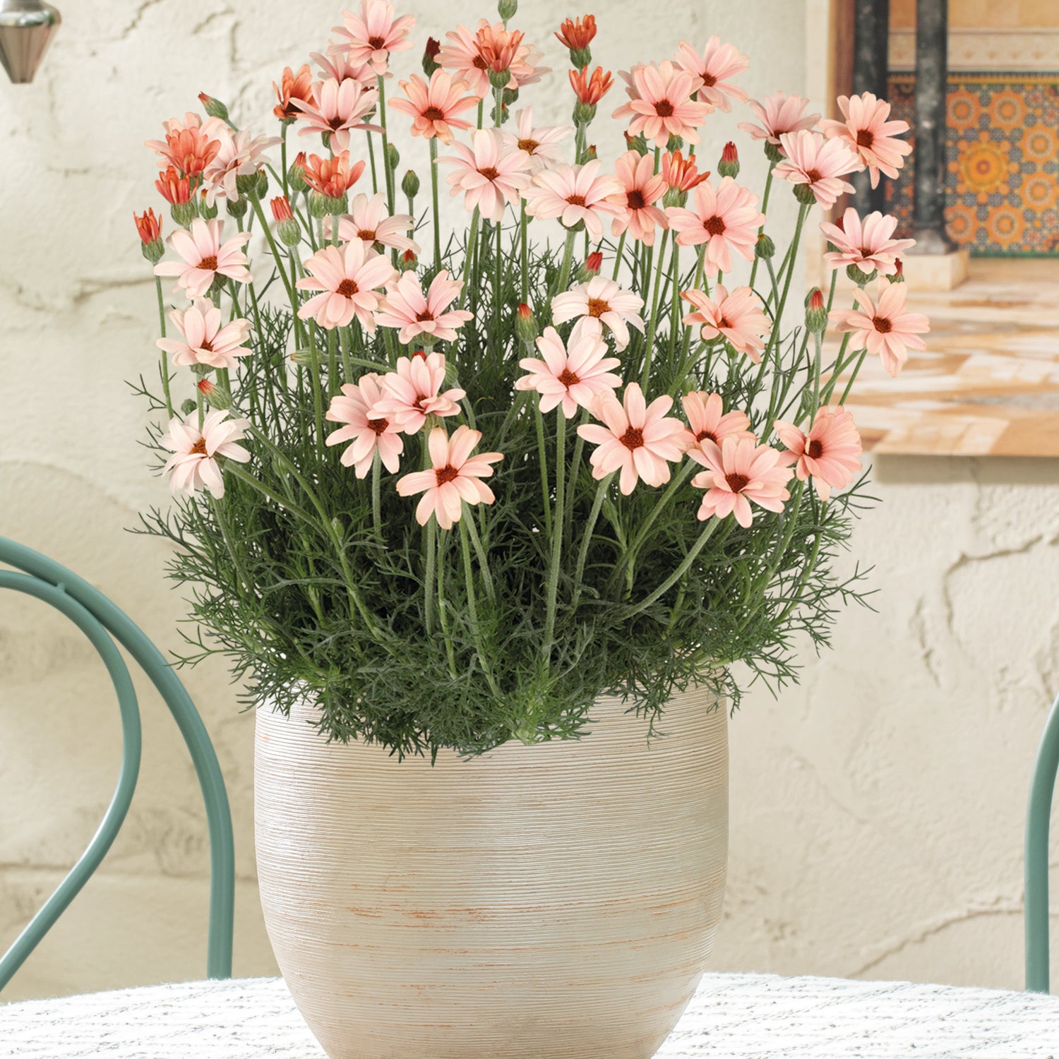 Atlaskakkara ’Zagora Orange’ 4 kpl