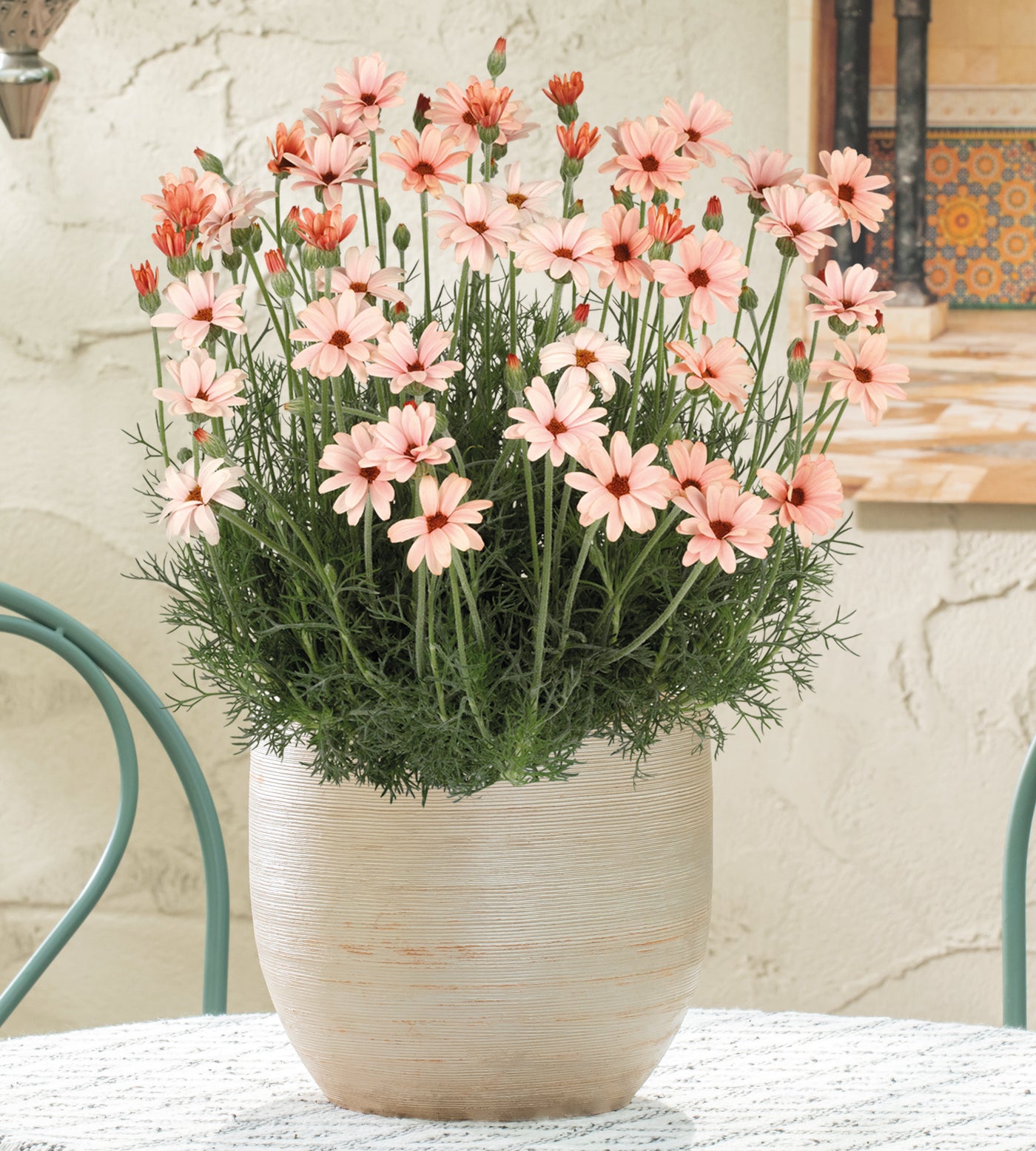 4 kpl Atlaskakkara ’Zagora Orange’