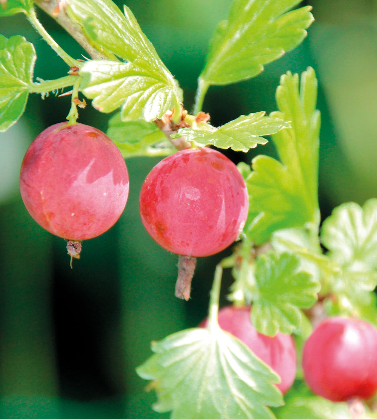 1 kpl Karviainen ’Rouge’
